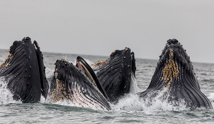 Humpback whale pod feeding on krill